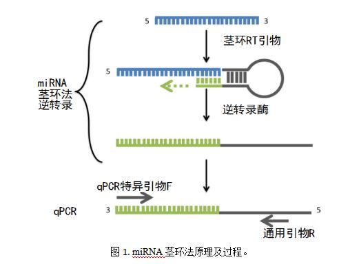 miRNA茎环逆转录与荧光定量常见问题